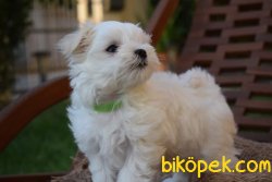 MALTESE TERRİER 2