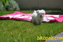 MALTESE TERRİER 1