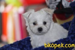 MALTESE TERRİER 3