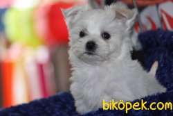 MALTESE TERRİER 4