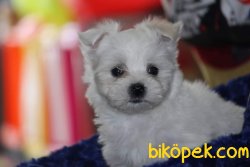 MALTESE TERRİER 2