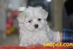 MALTESE TERRİER 1
