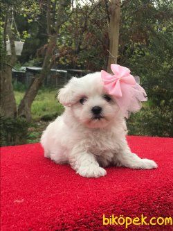 MALTESE TERRİER 3