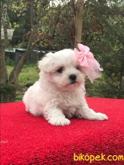 MALTESE TERRİER 1