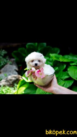 Maltese Terrier Sağlıklı Ve Güzel Yavrularımız 1