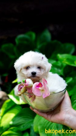 Maltese Terrier Sağlıklı Ve Güzel Yavrularımız 2