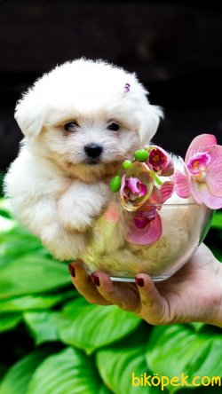 Maltese Terrier Sağlıklı Ve Güzel Yavrularımız 3