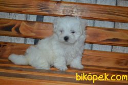 MALTESE TERRİER 2