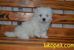 MALTESE TERRİER 1