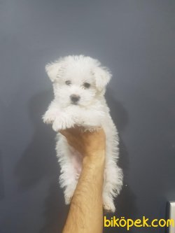 Maltese Terrier 2