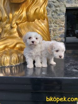 Maltese Terrier 3