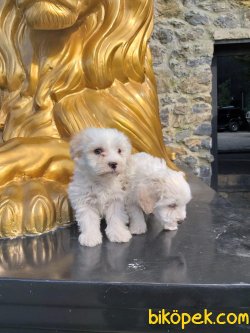 Maltese Terrier 1