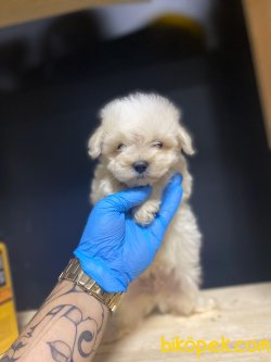 Maltese Terrier 1