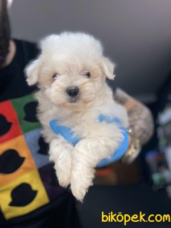 Maltese Terrier 3