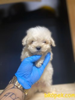 Maltese Terrier 2