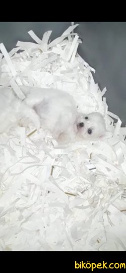 Maltese Terrier 3