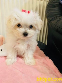 Maltese Terrier 2