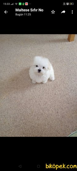 Maltese Terrier 1