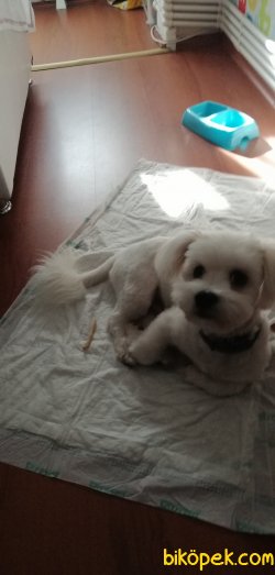 Maltese Terrier 3
