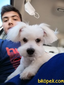 Maltese Terrier 4