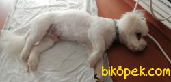 Maltese Terrier 1
