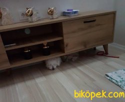 Maltese Terrier 3