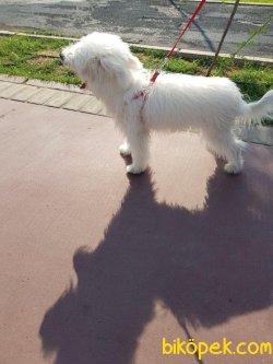 Maltese Terrier 2