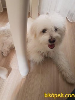 Maltese Terrier 1