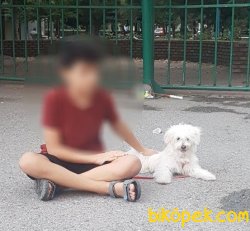 Maltese Terrier 4