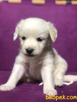 MALTESE TERRIER 3