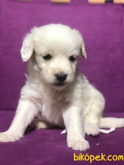 MALTESE TERRIER 2