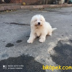 Maltese Terrier 1