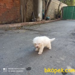 Maltese Terrier 2