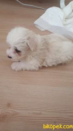 Maltese Terrier 1