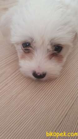 Maltese Terrier 2