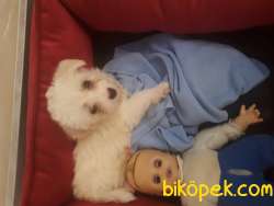 Maltese Terrier 3