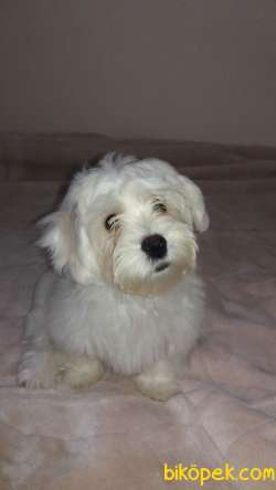 Maltese Terrier 1