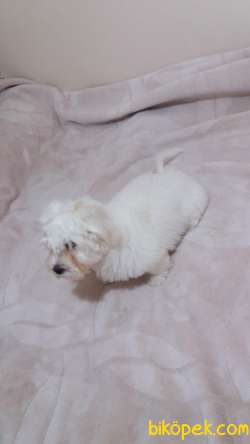 Maltese Terrier 3