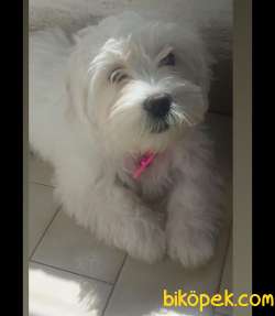 Maltese Terrier 4