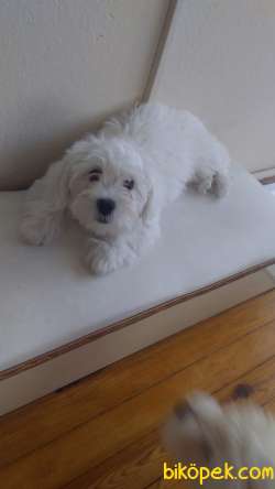 Maltese Terrier 2