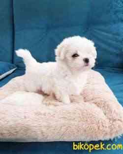 MALTESE Terrier 3