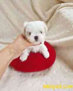 MALTESE Terrier 2