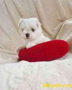 MALTESE Terrier 1