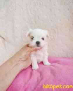 MALTESE Terrier 5