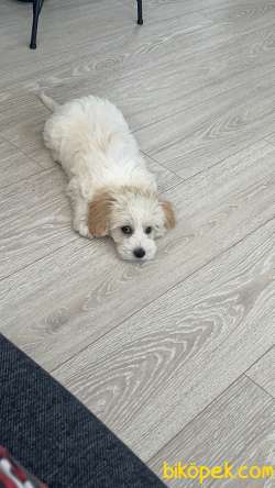 Maltese Terrier 1