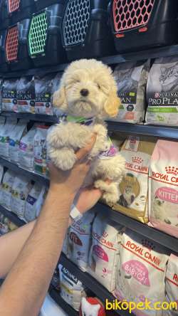 Maltese Terrier 3