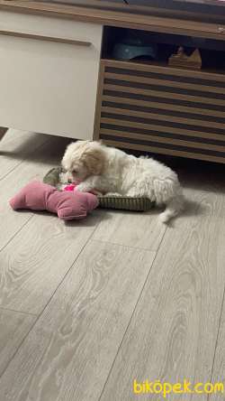 Maltese Terrier 2