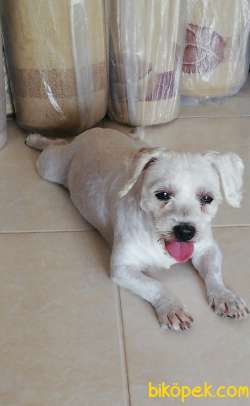 Maltese Terrier 4