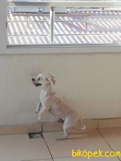 Maltese Terrier 1