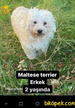 Maltese Terrier 5